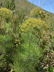 Notobubon capense