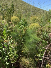 Notobubon capense