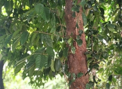 Stelechocarpus burahol