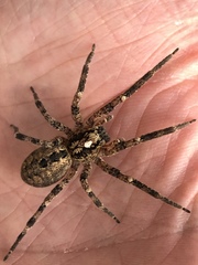 Zoropsis spinimana