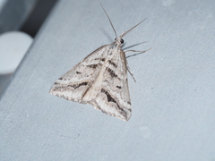 Dichromodes consignata