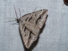 Dichromodes consignata