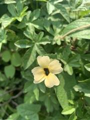 Magnoliopsida