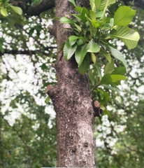 Dillenia philippinensis