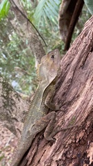 Lophosaurus spinipes