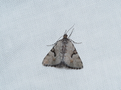Dichromodes anelictis