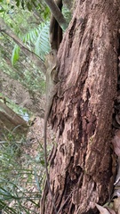 Lophosaurus spinipes