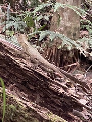 Lophosaurus spinipes