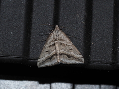 Dichromodes consignata