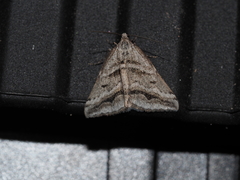 Dichromodes consignata