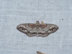 Dithalama cosmospila