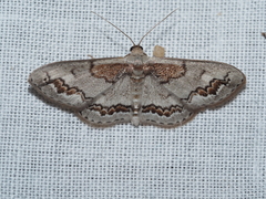 Dithalama cosmospila