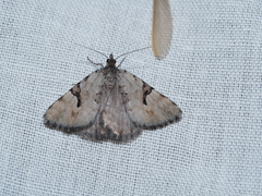 Dichromodes anelictis