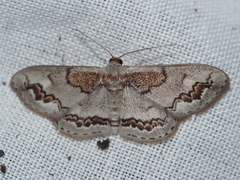 Dithalama cosmospila
