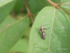 Eretmocera