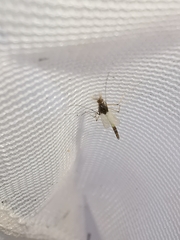 Microtendipes pedellus