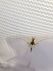 Microtendipes pedellus