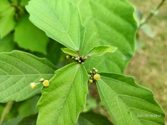 Baliospermum solanifolium
