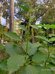 Baliospermum solanifolium