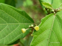 Baliospermum solanifolium