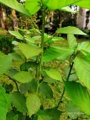 Baliospermum solanifolium