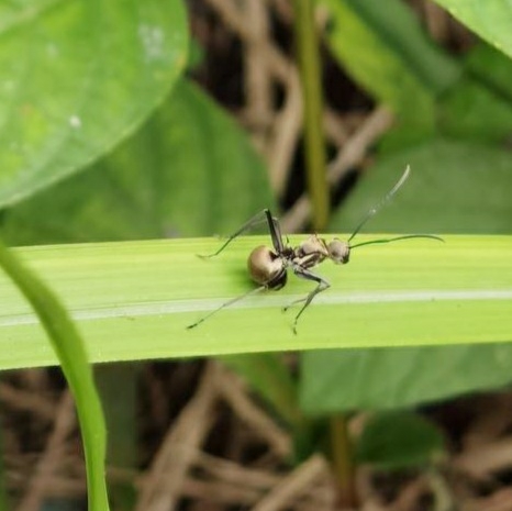 Polyrhachis