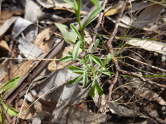 Vittadinia cuneata