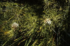 Serruria cyanoides