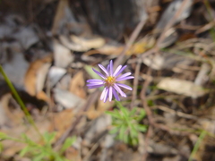 Vittadinia cuneata