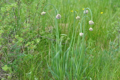 Allium senescens