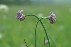 Allium senescens