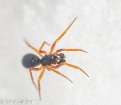 Walckenaeria castanea