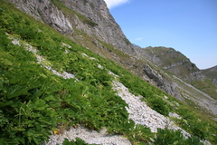 Heracleum sphondylium orsinii