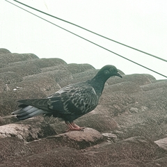 Columba livia domestica
