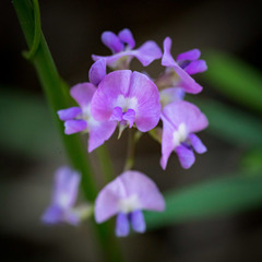 Glycine microphylla