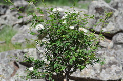 Spiraea flexuosa