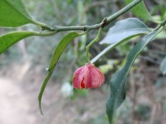 Euonymus nitidus