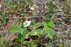 Fragaria orientalis