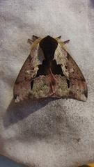 Dirphiopsis multicolor