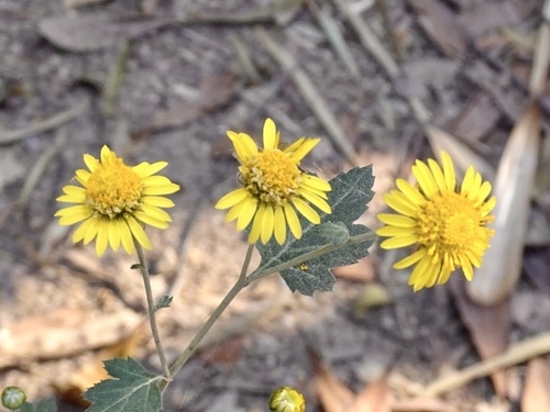 Chrysanthemum indicum
