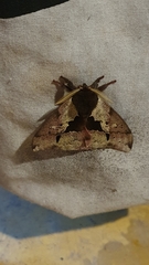 Dirphiopsis multicolor