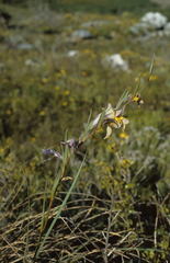 Gladiolus carinatus