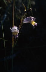 Gladiolus carinatus