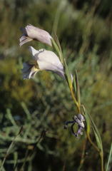 Gladiolus carinatus