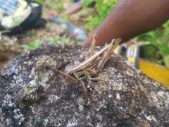 Nomadacris septemfasciata