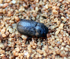 Melanimon tibiale