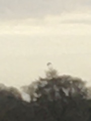 Milvus milvus milvus