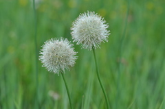 Allium leucocephalum