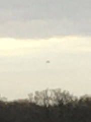 Milvus milvus milvus