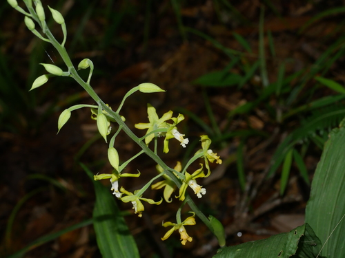 Image of Calanthe obcordata by (c) Jacy Chen, some rights reserved (CC BY)